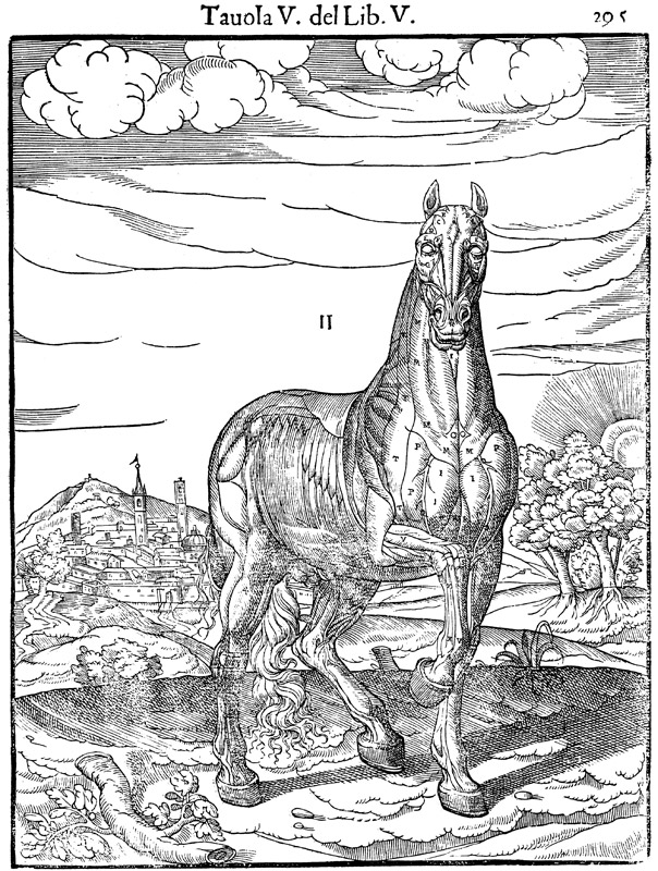La nascita della moderna veterinaria - 1598